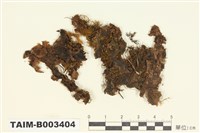 藏品(牧野屬 )的圖片